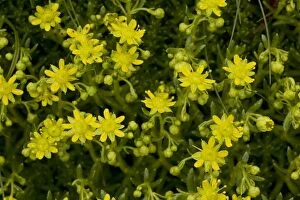 Images Dated 18th June 2006: Yellow saxifrage