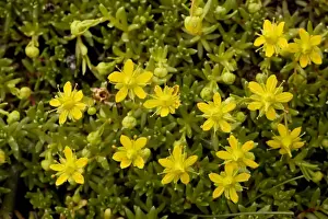 Yellow saxifrage (Saxifraga aizoides). Montane plant in UK