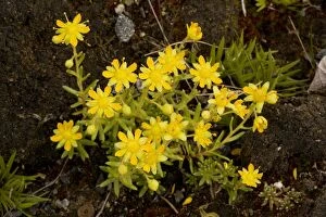 Images Dated 19th July 2006: Yellow Saxifrage (Saxifraga aizoides). Common mountain plant in UK