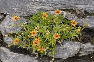 Saxifrage Prints: Yellow saxifrage, (Saxifraga aizoides) dark form. Sweden