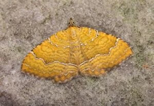 Bilineata Gallery: Yellow Shell Moth