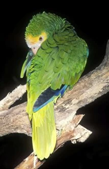 Images Dated 22nd November 2004: Yellow-shouldered Amazon Parrot Venezuela, South America