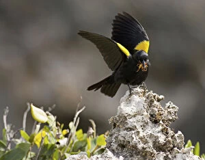 Blackbird Gallery: Yellow shouldered blackbird (Agelaius xanthornus)
