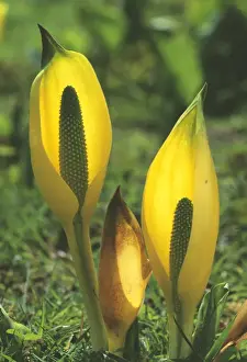 Cabbages Prints: Yellow Skunk Cabbage DAD 675 Lysichiton Amerkahus © David Dixon / ARDEA LONDON