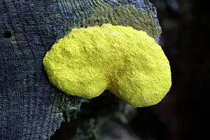 Fungus Prints: Yellow Slime Mold - growing on tree stump, Hessen, Germany