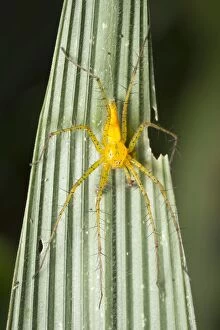 Images Dated 28th October 2015: Yellow Spider (Oxyopes macilentus)