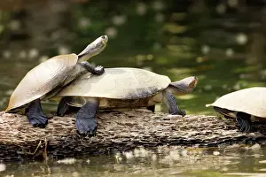 Yellow-spotted Amazon River Turtle Lake Sandoval Amazon Peru