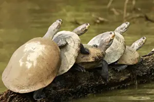 Yellow Spotted Prints: Yellow-spotted Amazon River Turtle Lake Sandoval Amazon Peru