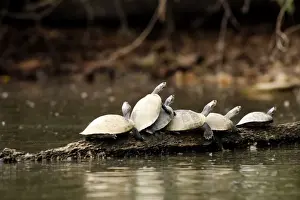 Yellow-spotted Amazon River Turtle Lake Sandoval Amazon Peru