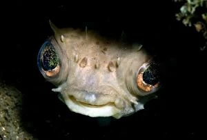 Yellow-spotted Burrfish in hole