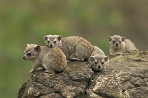 Images Dated 3rd August 2006: Yellow-spotted Hyraxes - Group together on rock ledge. Distributed in eastern half of Africa