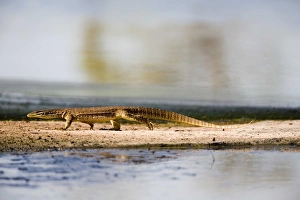 Images Dated 21st February 2006: Yellow-spotted Monitor Recently separated from Gould's Goanna