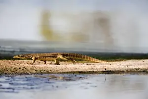 Monitors Prints: Yellow-spotted Monitor Recently separated from Gould's Goanna