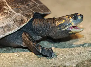 Yellow Spotted Prints: Yellow Spotted River Turtle. Amazon Basin