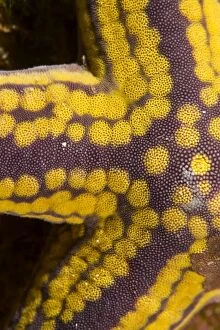 Echinoderms Gallery: Yellow Spotted Starfish