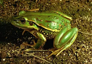 Yellow Spotted Prints: Yellow-spotted tree frog - vulnerable species