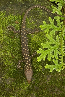 Images Dated 30th June 2011: Yellow-spotted Tropical Night Lizard - Costa Rica