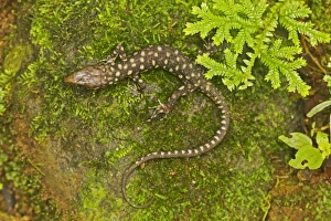 Images Dated 30th June 2011: Yellow-spotted Tropical Night Lizard - Costa Rica