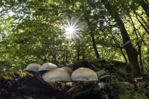 Yellow Stainer Fungi in the forest with sun