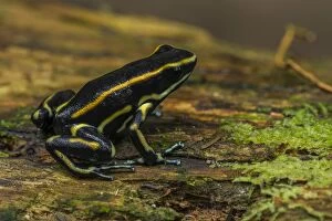 Images Dated 28th January 2012: Yellow Striped Poison Dart Frog / Nilo Poison Arrow
