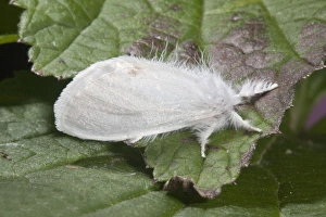 Images Dated 5th August 2006: Yellow Tail Moth - Cornwall - UK
