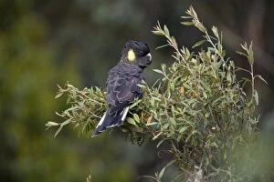 Images Dated 6th February 2006: Yellow-tailed Black-Cockatoo - Female. Found in Southeast Australia