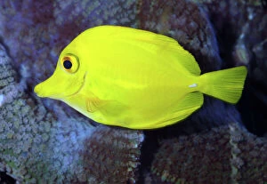 Aquarium Fish Collection: Yellow Tang- coral reefs, Pacific Ocean, Hawaii, Phillippines. Common in tropical marine aquaria