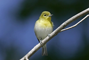 Images Dated 13th May 2005: Yellow-thoated Vireo - spring Connecticut, USA