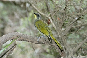 Honeyeater Collection: Yellow-throated Honeyeater - in woodland, East coast of Tasmania, Australia - endemic to Tasmania