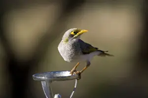 Miner Prints: Yellow-throated Miner - on a drinking fountain - Olive Pink Botanic Gardens - Alice Springs - Northern Territory