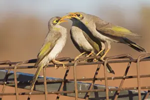 Calling Prints: Yellow-throated Miner - Three of a group of four birds that were all calling together