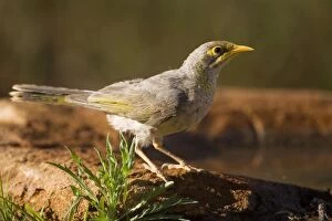 Images Dated 31st March 2008: Yellow-throated Miner - At a pool in Finke, Northern Territory, Australia