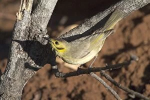 Images Dated 4th September 2004: Yellow-tinted Honeyeater - Restricted to tropical north Australia