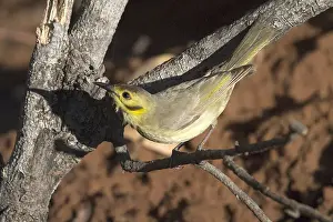 Honeyeaters Prints: Yellow-tinted Honeyeater - Restricted to tropical north Australia