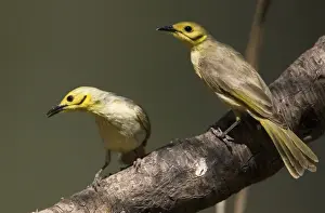 Honeyeater Prints: Yellow-tinted Honeyeaters Found across the Top End from the Kimberley to northwest Queensland