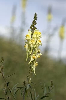 Images Dated 4th August 2005: Yellow toadflax - Inflorescence
