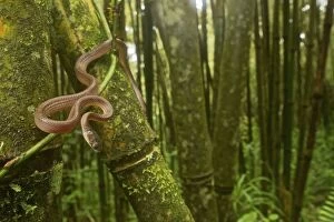Images Dated 7th March 2010: Yellow Tree Snake - in the bamboo forest