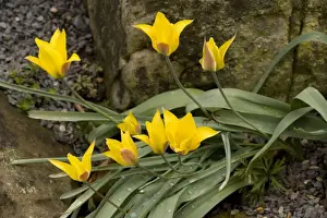 Xerophyte Prints: A yellow Tulip ( Tulipa kolpakowskiana) from Asia