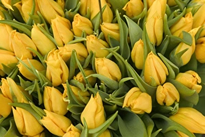 <b class=qtipBold><figcaption>Yellow Tulips</figcaption></b><br>LA-1507 Yellow Tulips Jean Michel Labat Please note that prints are for personal display purposes only and may not be reproduced in any way.<br><em>© J. M. Labat / ardea.com</em> Yellow Tulips