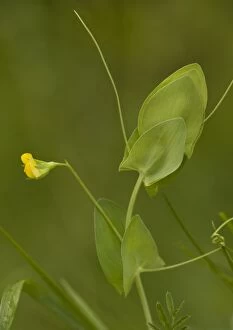 Images Dated 6th June 2005: Yellow vetchling. Rare in UK. Has very large stipules