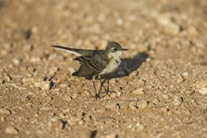 Cyprus Gallery: Yellow Wagtail