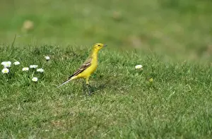 Wagtails Prints: Yellow Wagtail