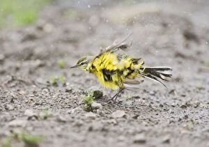 Images Dated 29th May 2008: Yellow wagtail - bathing