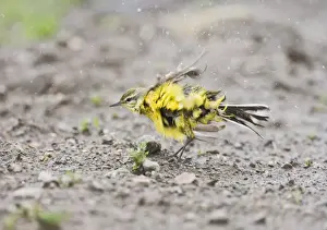 Wagtails Prints: Yellow wagtail - bathing Bedfordshire UK 005638