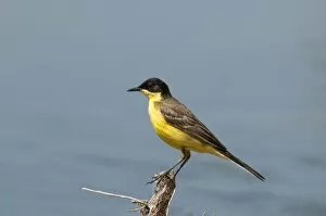 Images Dated 1st May 2010: Yellow Wagtail - black headed form - perched on twig - Lesvos