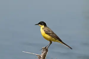 Lesvos Prints: Yellow Wagtail - black headed form - perched on twig - Lesvos
