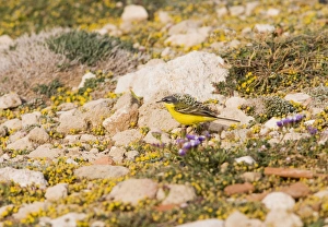 Images Dated 9th April 2007: Yellow Wagtail – blue headed – feeding – on migration Cyprus 004221