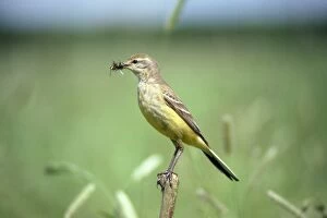 Images Dated 24th February 2010: Yellow Wagtail - female with insects in beak