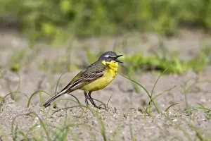 Wagtails Prints: Yellow Wagtail - on the ground - calling