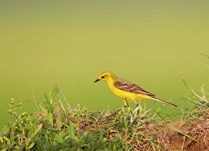 Images Dated 28th May 2012: Yellow Wagtail male hunting flies 16827